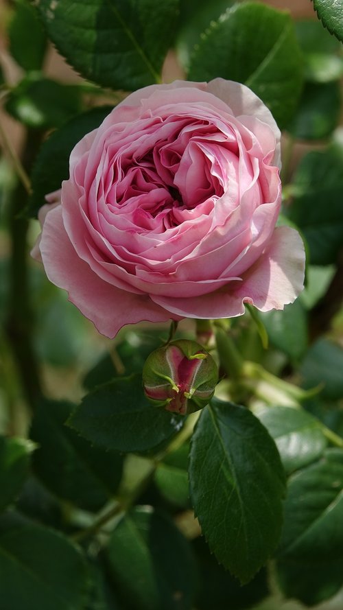 pink  climbing rose  garden