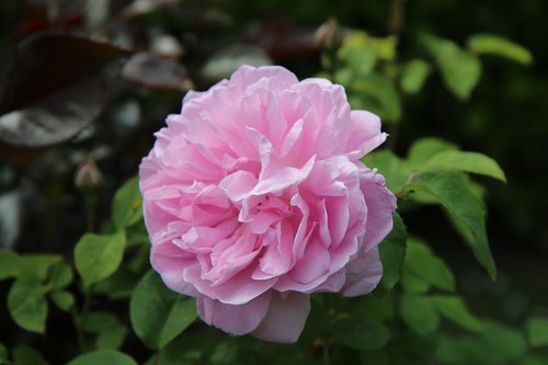 pink  rosebush  rosier english
