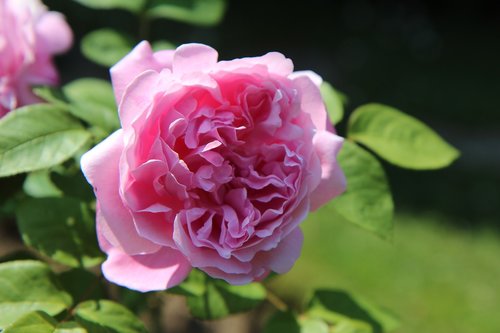 pink  english rose  rosebush