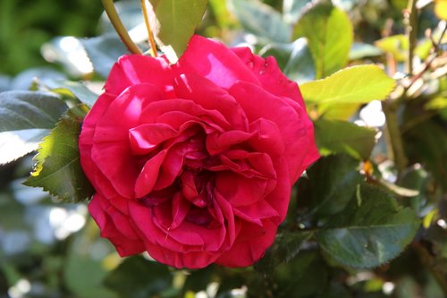 pink  rosebush  red rose