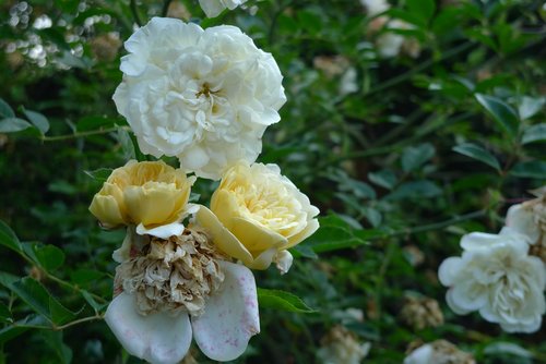 pink  flower  garden