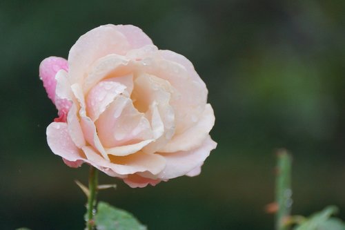 pink  light  rose