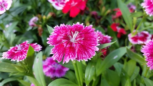 pink  flora  flower