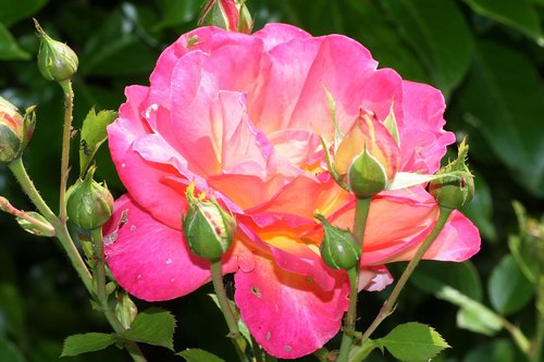 pink  flower  rosebush