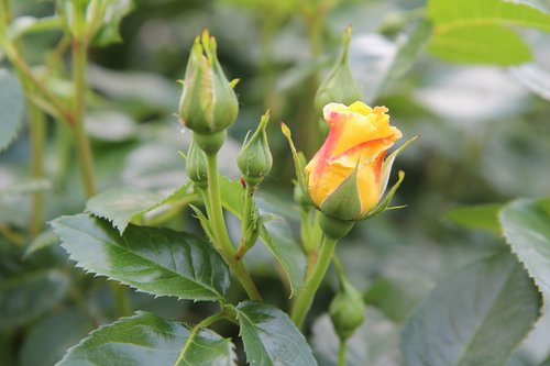 pink  rosebush  yellow rose