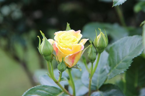 pink  rosebush  yellow rose