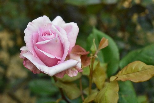 pink  rose  flower