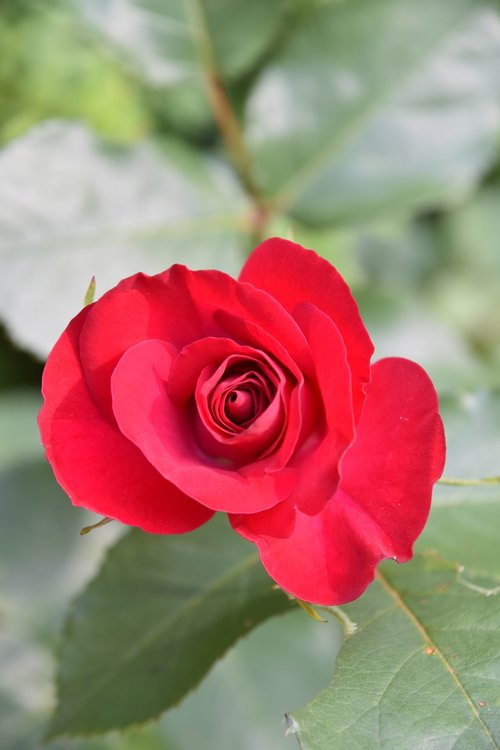 pink  garden  flower