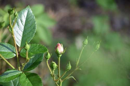 pink  rosebush  bud