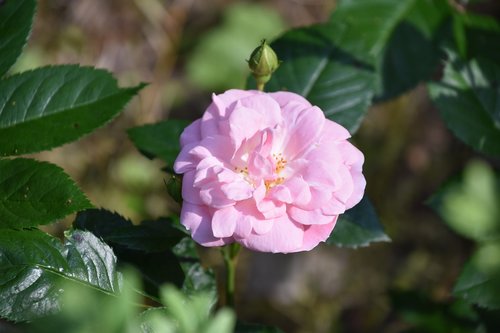 pink  rosebush  bud