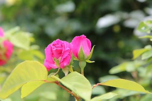 pink  pink rose  rosebush