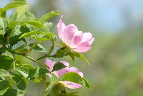 pink  flower  flowering