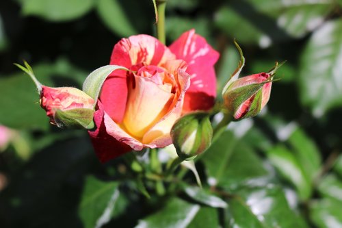 pink  flowers  yellow