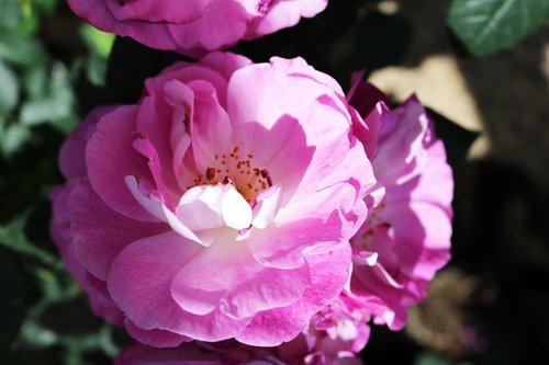 pink  rose  flower