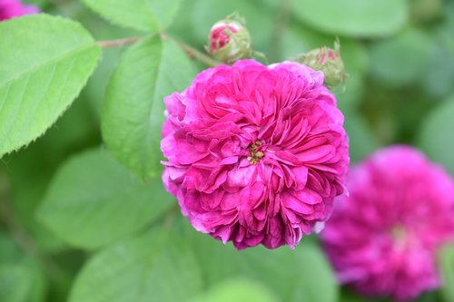 pink  flower  plant