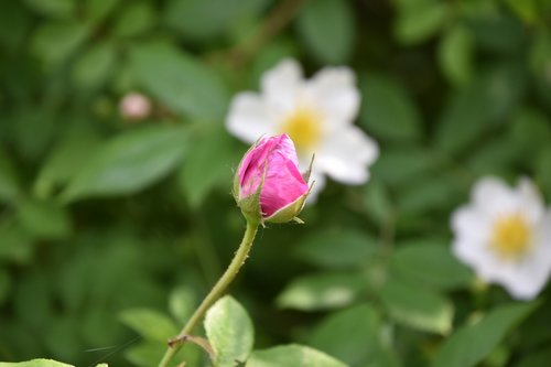 pink  flower  plant