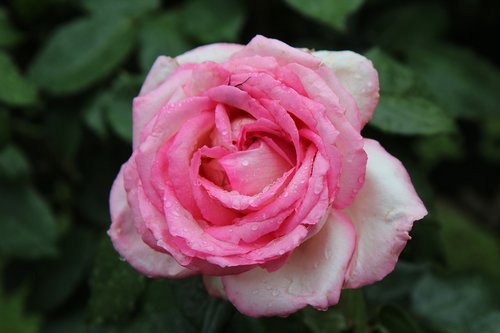 pink  rosebush  pink rose