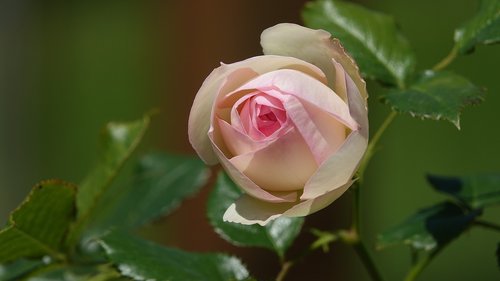 pink  rose bud  garden