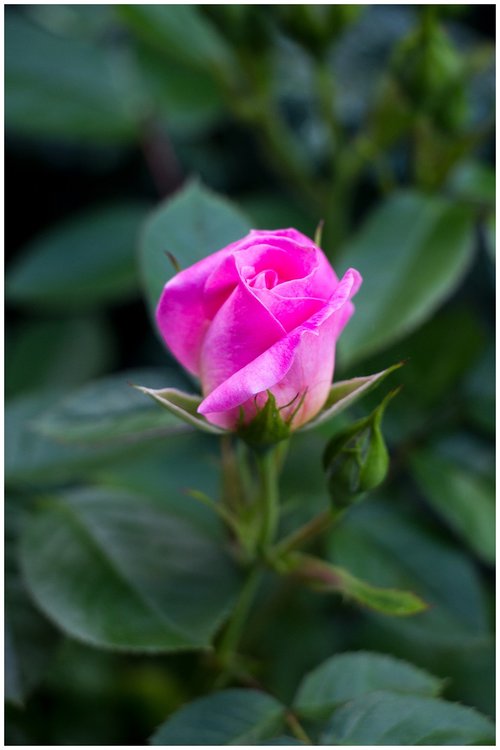 pink  flower  green