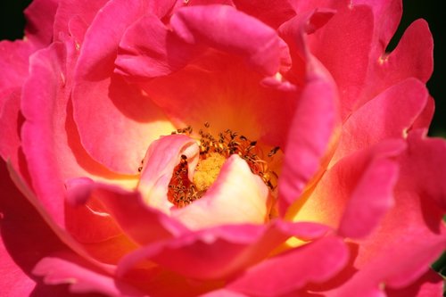 pink  heart  flower