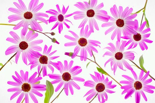 pink  purple  daisies