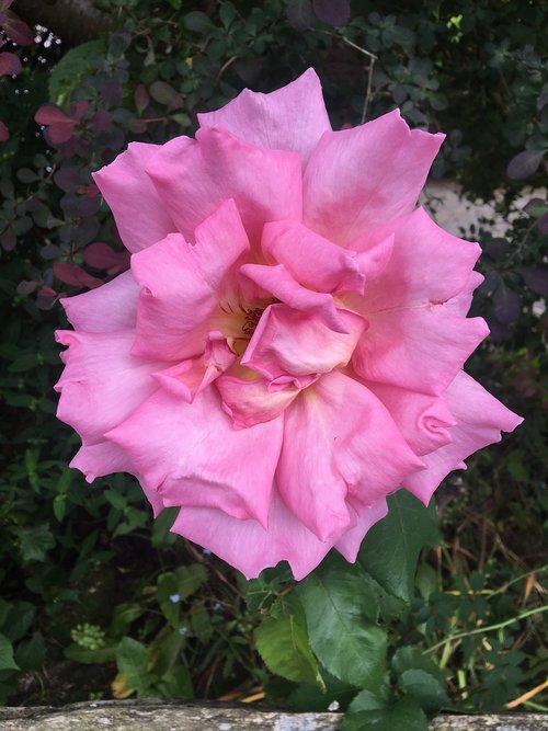 pink  rose  blossom