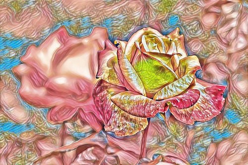 pink  rose  flower