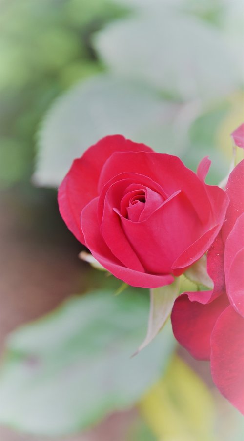 pink  red  rosebush