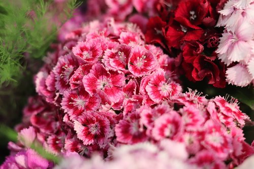 pink  blossom  flowers