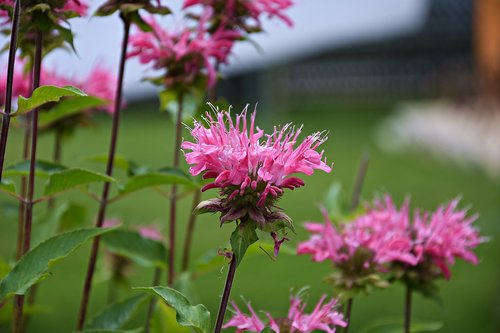 pink  flower  blossom