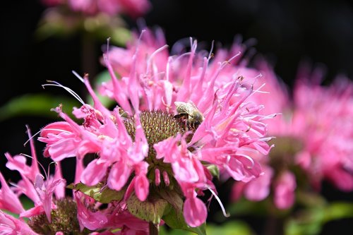 pink  flower  garden