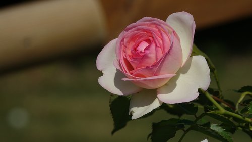 pink  summer  field