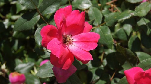 pink  flower  bloom