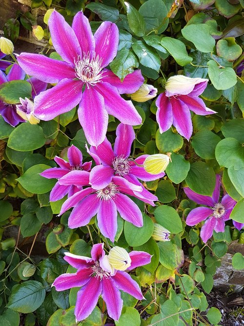 pink  clematis  plant