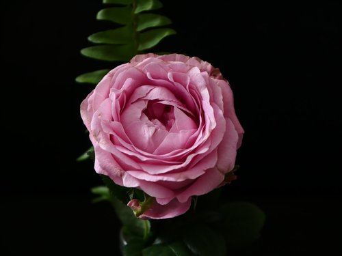 pink  rose  nature