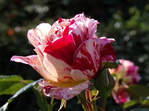 pink  flower  nature