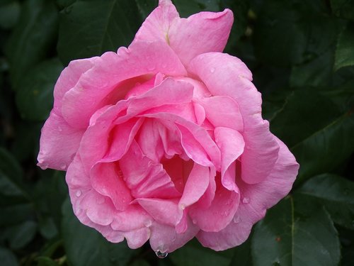 pink  garden  flower