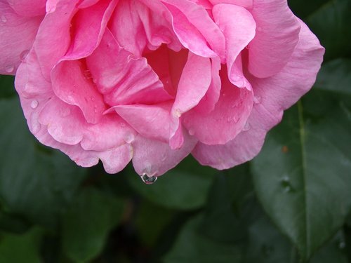 pink  garden  nature