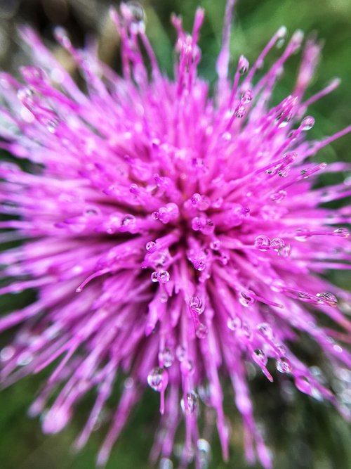 pink  flower  petal