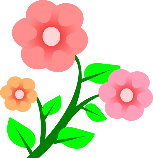 pink flowers plant
