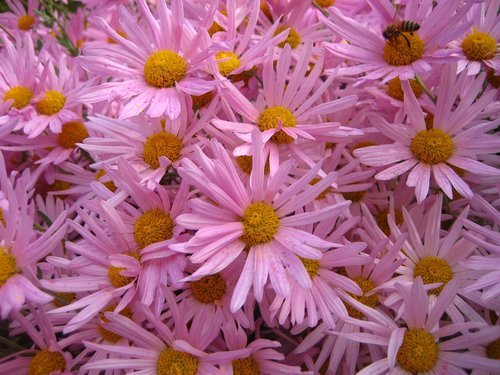 pink  summer  flowers