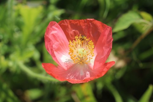 pink  poppy  flower