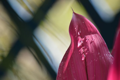 pink  background  detail