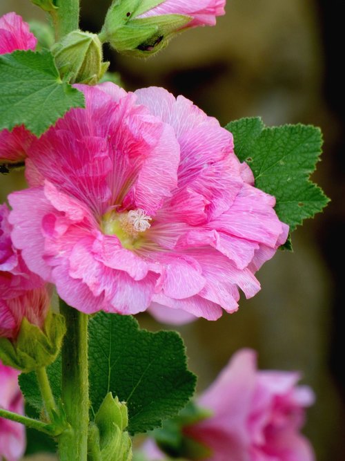 pink  trémière  flower