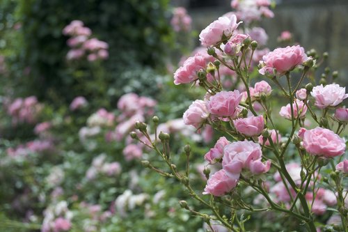 pink  rose  flowers