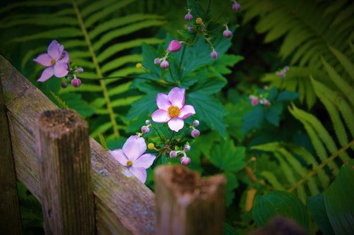 pink  flowers  fence