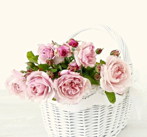 pink  roses  flowers