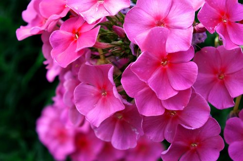 pink  flower  nature