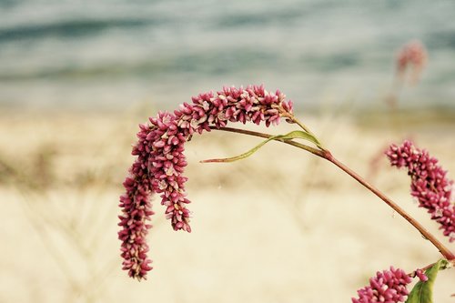 pink  flower  lake