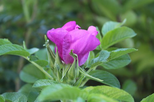 pink  pink flower  delicate